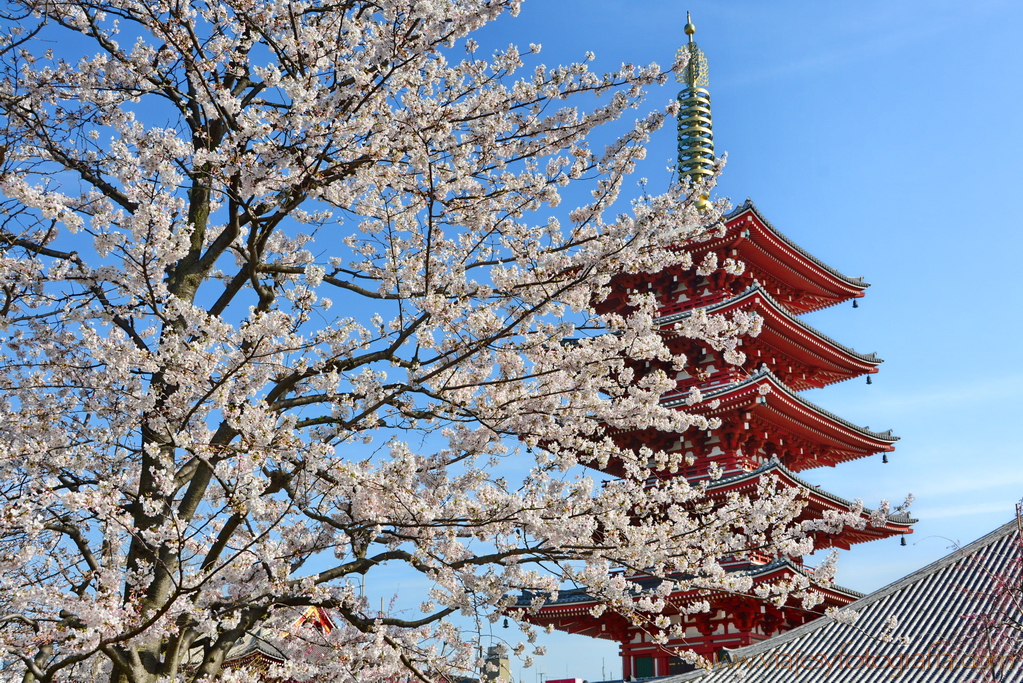 Cerezos en flor en Japón, tercer pronostico para 2020