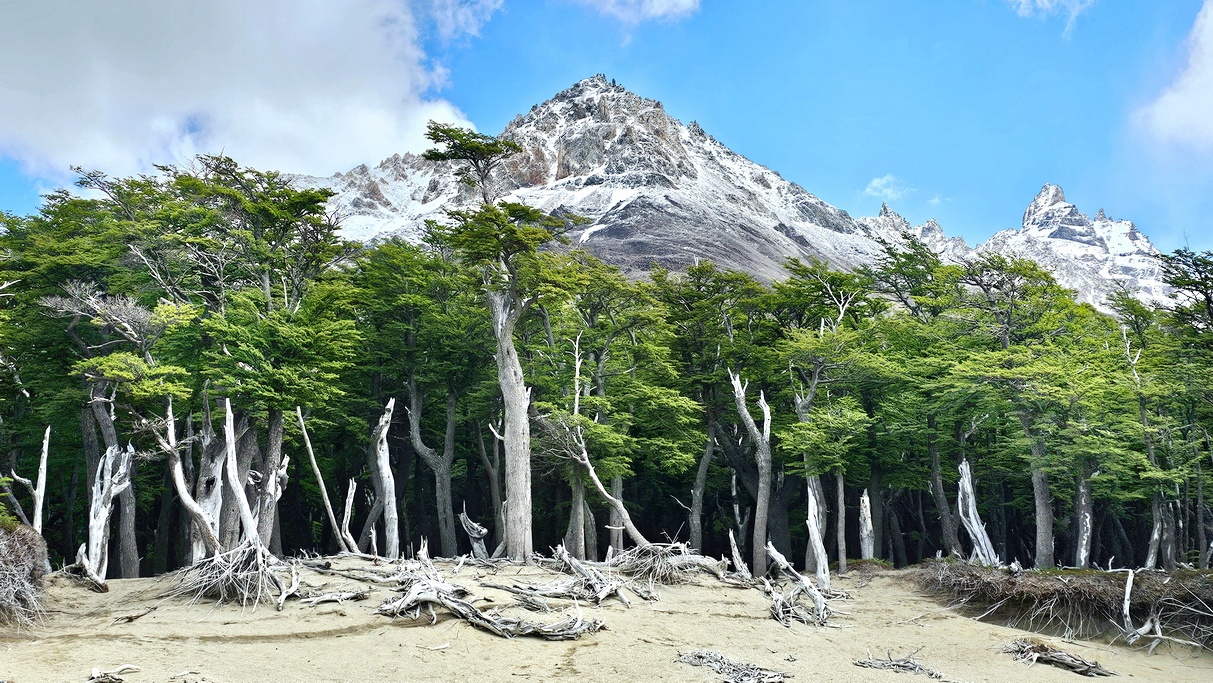 bosque-patagonia