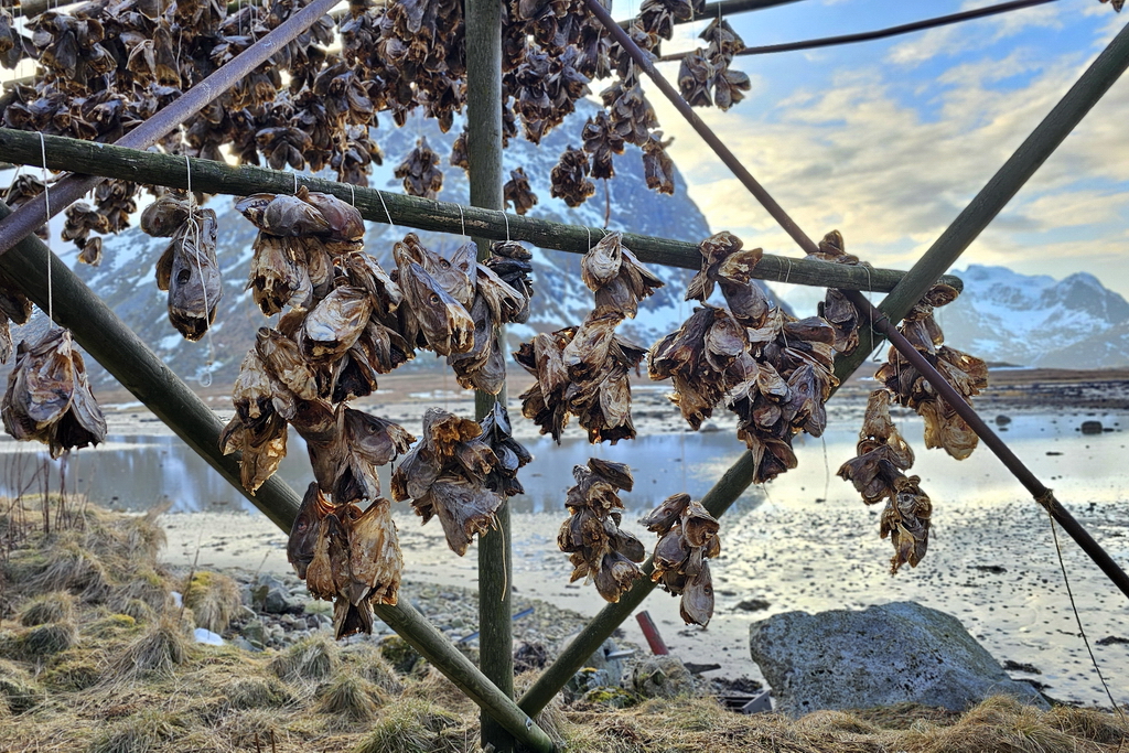 lofoten-secadero-bacalao