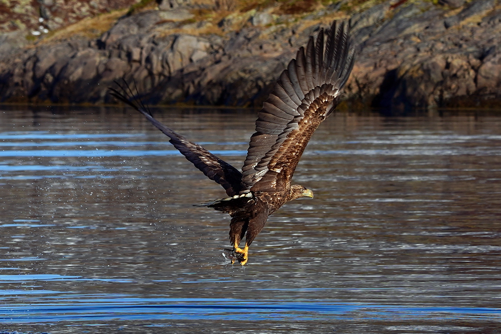 lofoten-trollfjord-eagle