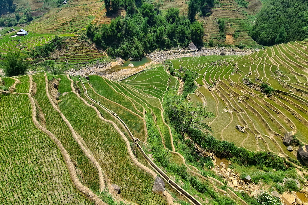 sapa-rice-terraces