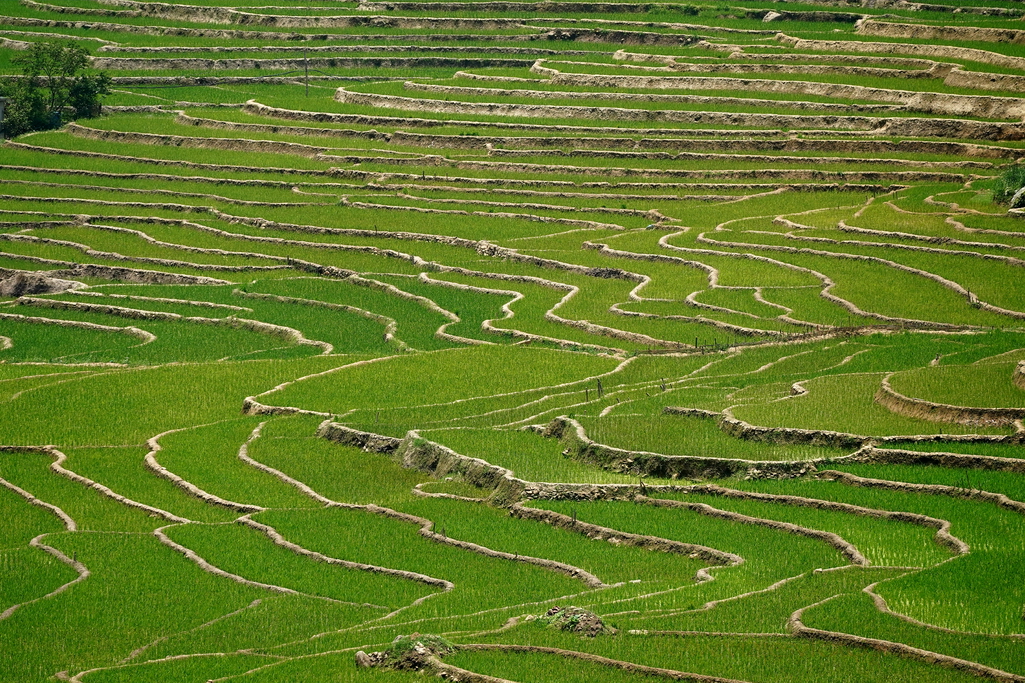 sapa-terrazas-vietnam