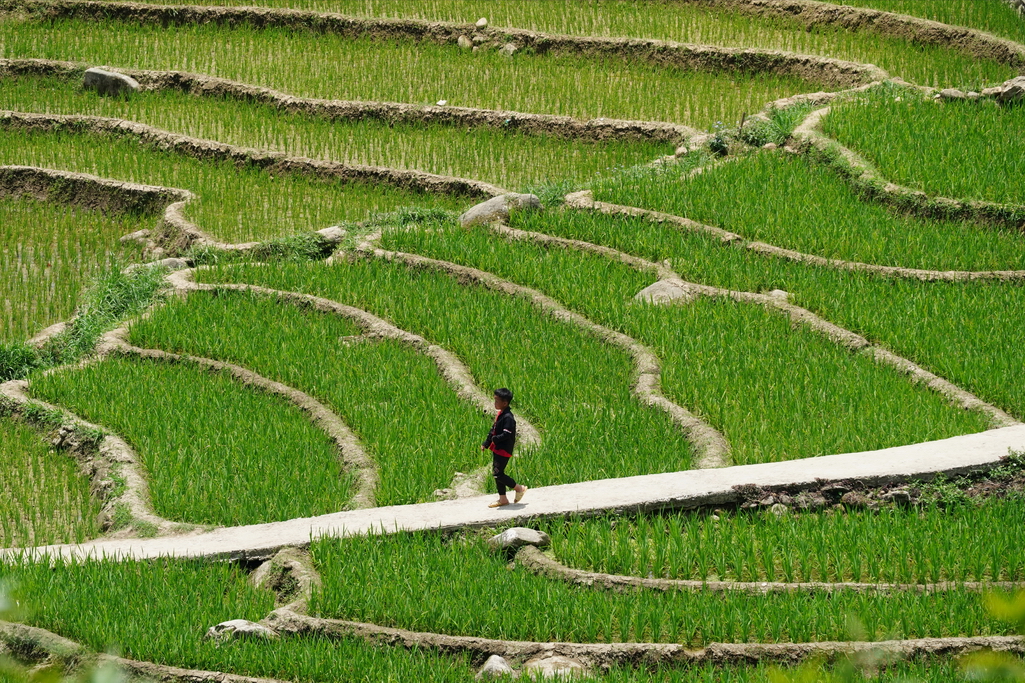 arrozales-sapa