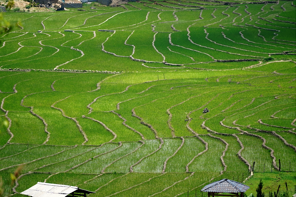 ricefields-sapa