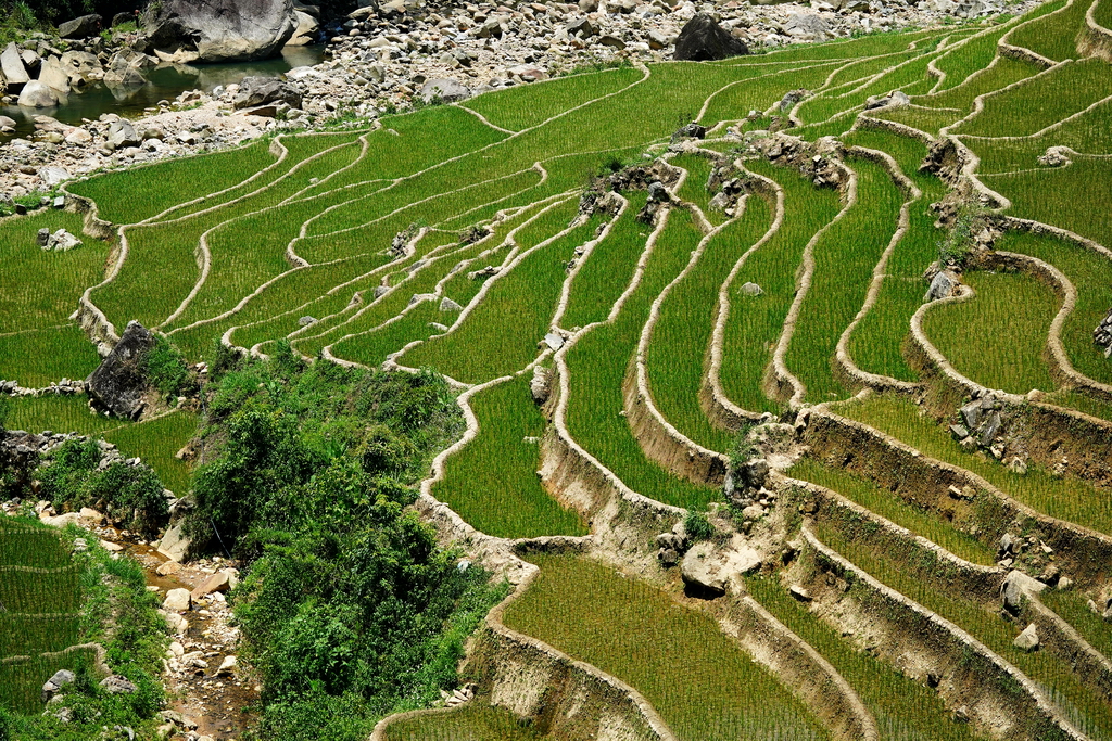 terrazas-arroz-sapa