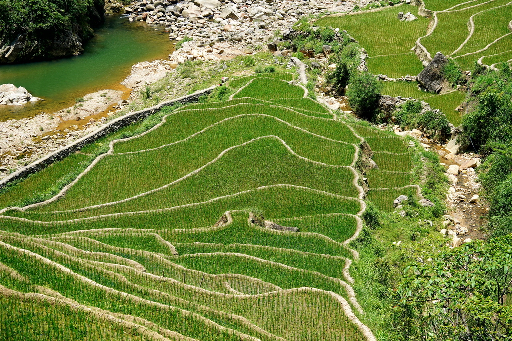 terrazas-de-arroz-de-sapa