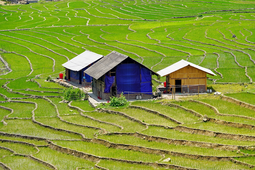 sapa-green-ricefields