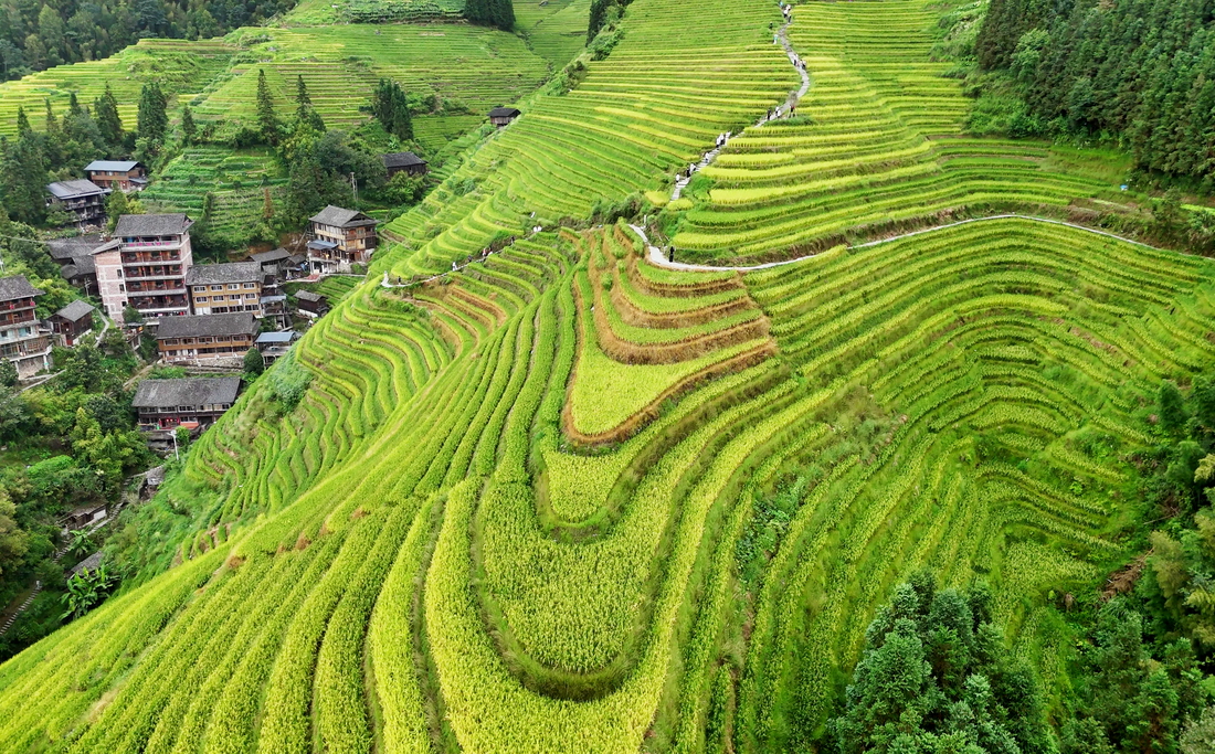 longji-terrazas-arroz