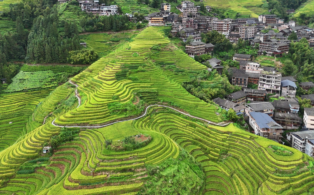 longsheng-terrazas-arroz