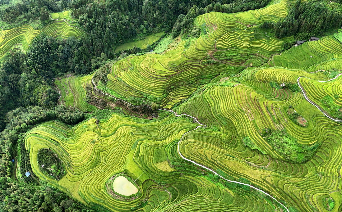 longji-terrazas-de-arroz