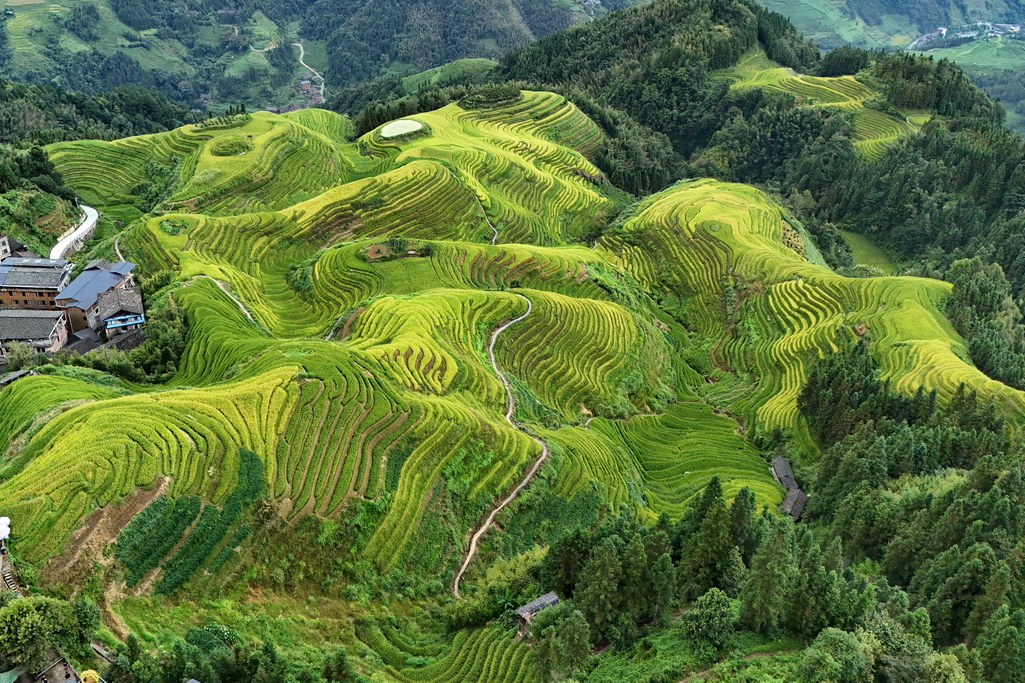 longji-rice-terraces