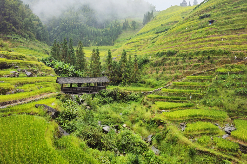 longji-puente-terrazas-de-arroz