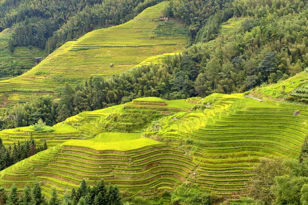 longji-terrazas-de-arroz-longsheng