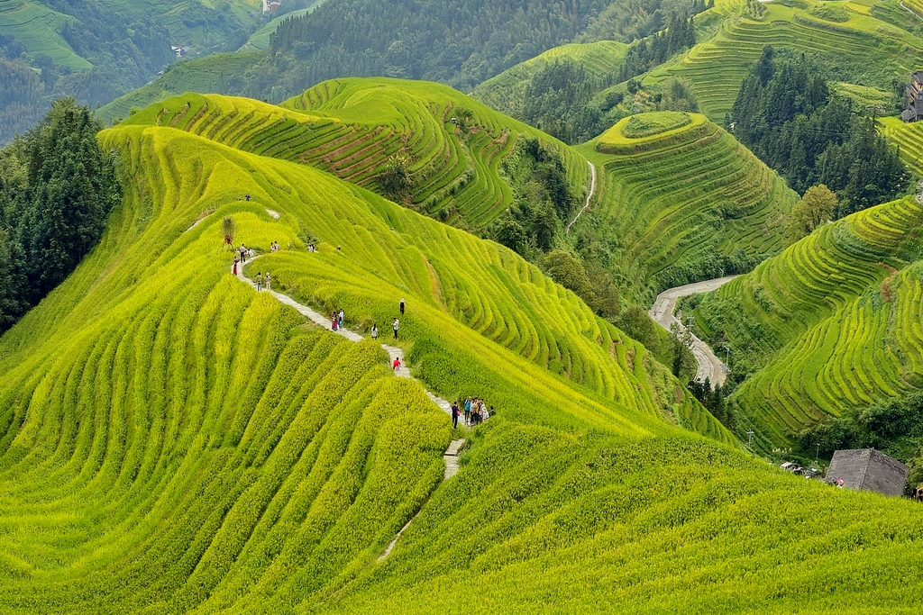 longji-terrazas-de-arroz-espalda-dragon