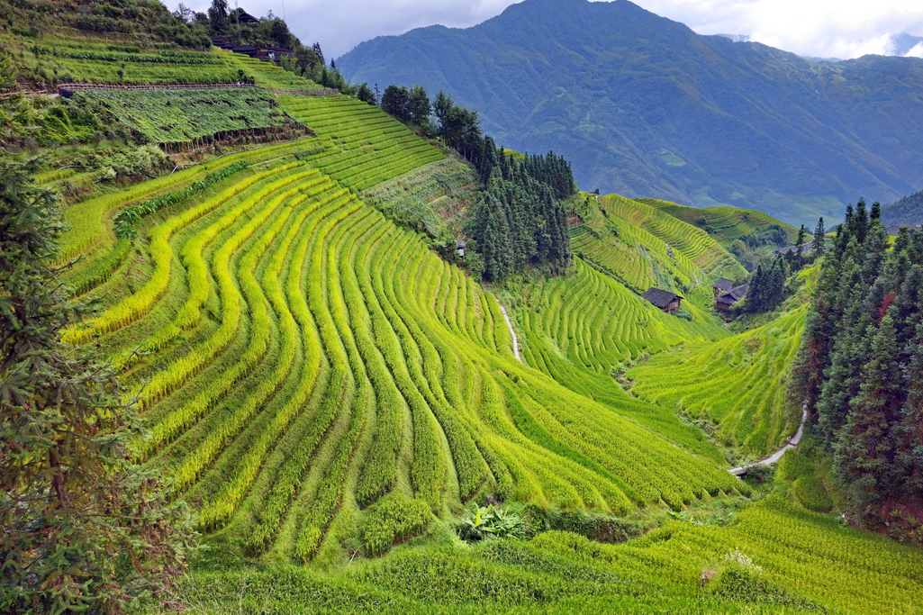 longji-longsheng-terrazas-de-arroz